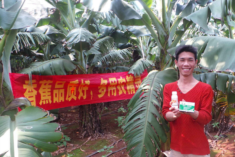 差距這么大， 是真的嗎？ 銀農(nóng)故事匯—香蕉篇
