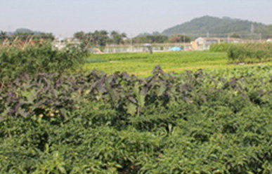 菜地難種、施肥低效、薊馬高發(fā)，咋辦？這里有高招！