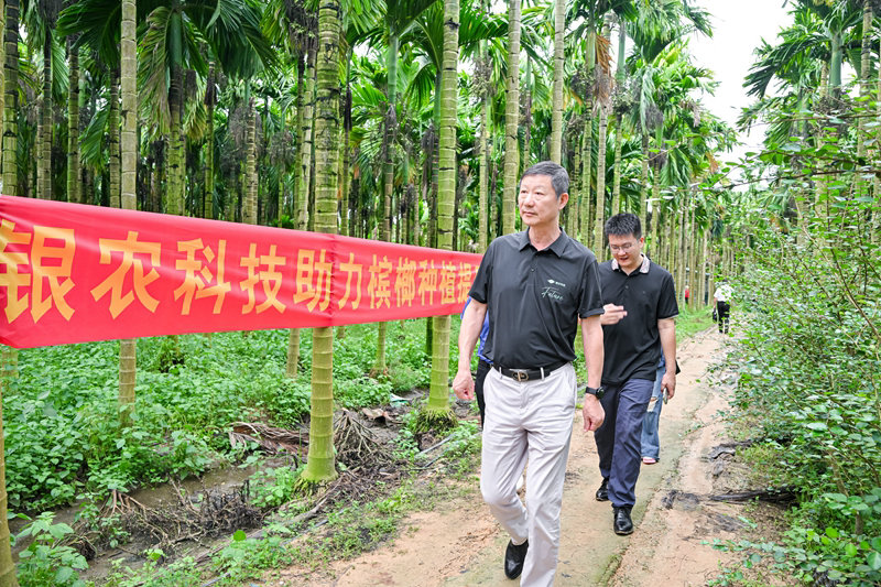 不斷創(chuàng)新納米農(nóng)藥，“銀農(nóng)三寶”助力檳榔提質(zhì)增收